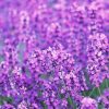 Lavendel-olie-aanbieding