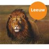 leeuw-paint-by-numbers