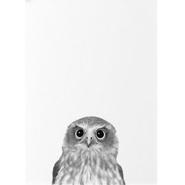 Uil Schilderen Op Nummers 2