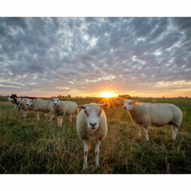 Moutons au coucher du soleil