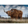 Schotse Hooglander In Het Gras Fotograaf Ron Van Den Berg