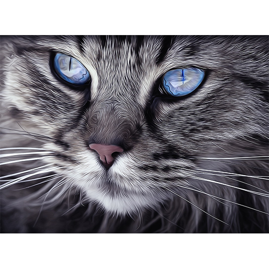 Cat Blue Eyes Fotograaf Arttower[1]
