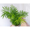 Bl 004 Chamaedorea 'elegans' Mexican Dwarf Palm Per Piece Planta de casa ⌀20 cm ↕80 90 cm 2