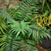 Bl 004 Chamaedorea 'elegans' palmier nain mexicain par pièce plante d'intérieur ⌀20 cm ↕80 90 cm 3