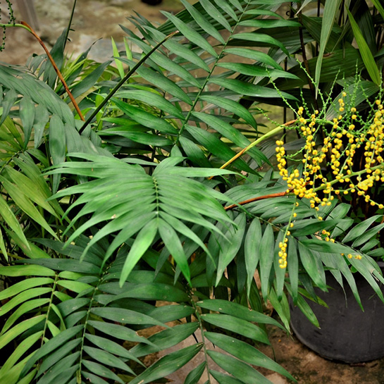 Bl 004 Chamaedorea 'elegans' palmier nain mexicain par pièce plante d'intérieur ⌀20 cm ↕80 90 cm 3