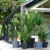 Bl 004 Chamaedorea 'elegans' Mexican Dwarf Palm Per Piece Planta de casa ⌀20 cm ↕80 90 cm 4