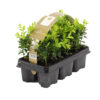 Bl 092 Hedge Boxwood Tray 6 Pieces Height 20 cm 1