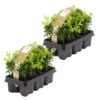 Bl 093 Hedge Buxus 2x A Tray 6 Pieces Height 20 cm 1