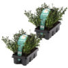Bl 096 Japanese Holly 2x Tray 6 Pieces Height 20 cm 1