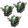Bl 097 Japanese Holly 3x Tray 6 Pieces Height 20 cm 1