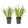 Bl 117 Lamp cleaning grass 2 Pieces Height 30 cm 1