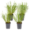 Bl 118 Lamp cleaning grass 4 Pieces Height 30 cm 1