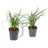 Bl 125 Lily Grass XL per 2 pezzi Altezza 40 45 cm 1