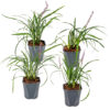 Bl 126 Lily Grass XL Par 4 Pièces Hauteur 40 45 cm 1