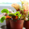 Bl 259 Set Carnivorous Plants Mix Per 3 Pieces Indoor and Outdoor Plant ⌀6 cm ↕10 15 cm 1