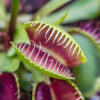 Bl 259 Set Carnivorous Plants Mix Per 3 Pieces Indoor and Outdoor Plant ⌀6 cm ↕10 15 cm 2