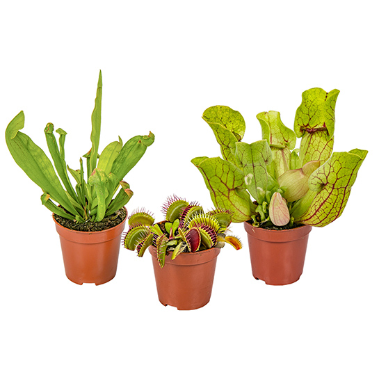 Bl 259 Set Carnivorous Plants Mix Per 3 Pieces Indoor and Outdoor Plant ⌀6 cm ↕10 15 cm 3