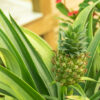Bl 266 Ananaspflanze 'Bromelie' pro 2 Stück Zimmerpflanze ⌀12 cm ↕40 cm 1