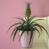 Bl 266 Pianta di ananas 'bromeliad' Per 2 pezzi Pianta d'appartamento ⌀12 cm ↕40 cm 2