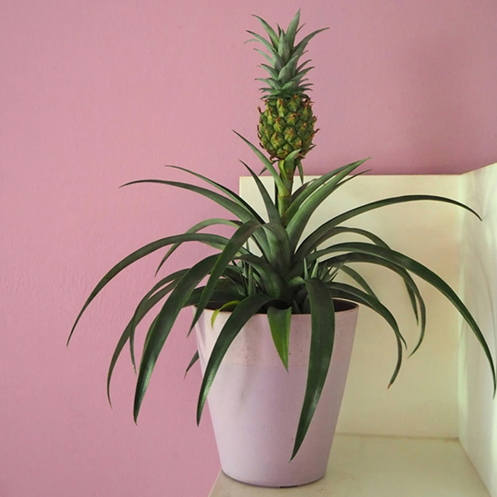 Bl 266 Ananaspflanze 'Bromelie' pro 2 Stück Zimmerpflanze ⌀12 cm ↕40 cm 2