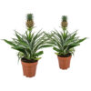 Bl 266 Planta de piña 'bromeliad' Por 2 piezas Planta de interior ⌀12 cm ↕40 cm 3