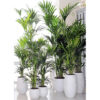 Bl 286 Kentia Palm Howea 'forsteriana' Por pieza Planta de interior ⌀18 cm ↕100 cm 1