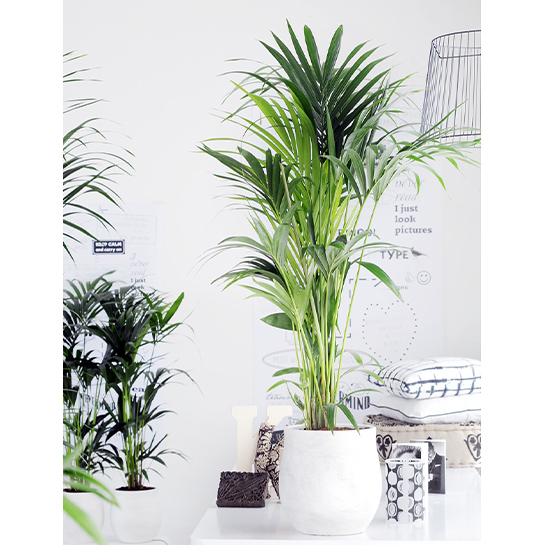 Bl 286 Kentia Palm Howea 'forsteriana' Per Piece Houseplant ⌀18 cm ↕100 cm 2