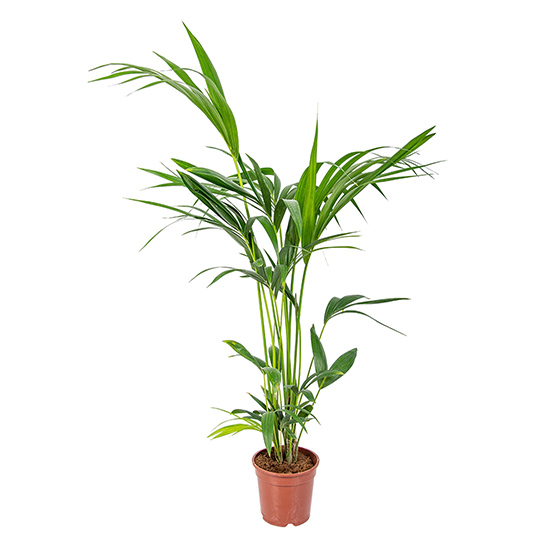 Bl 286 Kentia Palm Howea 'forsteriana' Per Piece Houseplant ⌀18 cm ↕100 cm 3