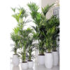 Bl 287 Kentia Palm Howea 'forsteriana' Por 2 Piezas Planta de interior ⌀18 cm ↕100 cm 1
