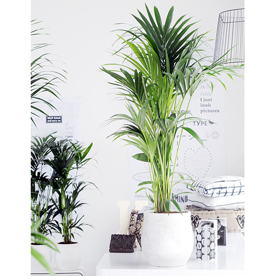 Bl 287 Kentia Palm Howea 'forsteriana' Par 2 Pièces Plante d'intérieur ⌀18 cm ↕100 cm 2