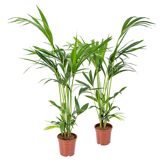 Bl 287 Kentiapalm Howea 'forsteriana' pro 2 Stück Zimmerpflanze ⌀18 cm ↕100 cm 3