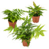 Bl 308 3 Pieces Hardy Ferns Height 30 cm 1