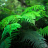 Bl 308 3 Pieces Hardy Ferns Height 30 cm 2