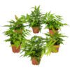 Bl 309 6 Pieces Hardy Ferns Height 30 cm 1