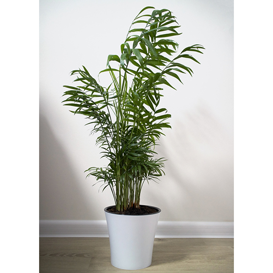 Bl 315 Chamaedorea 'elegans' Mexican Dwarf Palm Per Piece Houseplant ⌀15 cm ↕60 70 cm 1