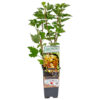 Bl 325 Berry plant 'white Pearl' White Berry Height 45 cm 1