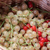 Bl 325 Plante à baies 'white Pearl' White Berry Hauteur 45 cm 2
