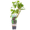 Bl 326 Berry plant 'ben Nevis' Groselha preta Altura 45 cm 1