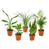 Bl 354 Mélange De 5 Plantes D'intérieur 'Easy Care' Chamaedorea, Sansevieria, Clusia, Stromante, Asplenium ⌀12 Cm ↕35 Cm 3