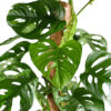 Bl 387 Lochpflanze Monstera 'Monkey Leaf' Moosstab pro Stück Zimmerpflanze ⌀17 cm ↕65 cm 2