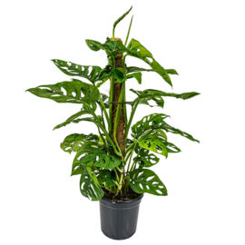 Bl 387 Gatenplant Monstera 'monkey Leaf' Mosstok Per Stuk Kamerplant ⌀17 Cm ↕65 Cm 3