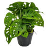 Bl 394 Gatenplant Monstera 'monkey Leaf' Per Stuk Kamerplant ⌀12 Cm ↕30 Cm 2