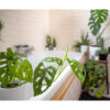 Bl 395 Hole plant Monstera 'monkey leaf' Per 2 pieces Houseplant ⌀12 cm ↕30 cm 1