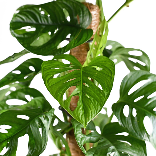 Bl 395 Hole plant Monstera 'monkey leaf' Per 2 pieces Houseplant ⌀12 cm ↕30 cm 2