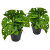 Bl 395 Hole plant Monstera 'monkey leaf' Per 2 pieces Houseplant ⌀12 cm ↕30 cm 3