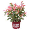 Bl 417 Photinia Serratifolia 'pink Crispy' Altura 40 45 Cm 1