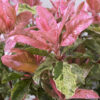 Bl 417 Photinia Serratifolia 'rosa croccante' Altezza 40 45 Cm 2