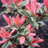 Bl 417 Photinia Serratifolia 'pink Crispy' Altura 40 45 Cm 3