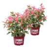 Bl 418 Photinia Serratifolia 'Pink Crispy' Par 2 Pièces Hauteur 40 45 cm 1
