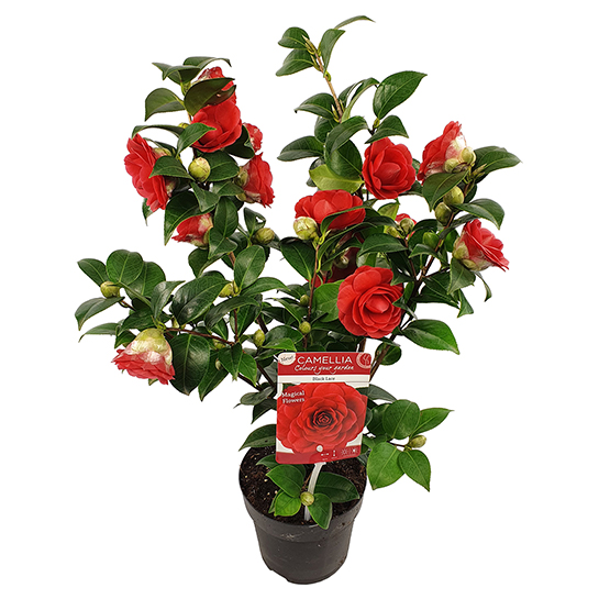 Bl 421 Camellia Japonica Rood Per Stuk Hoogte 45 Cm 1